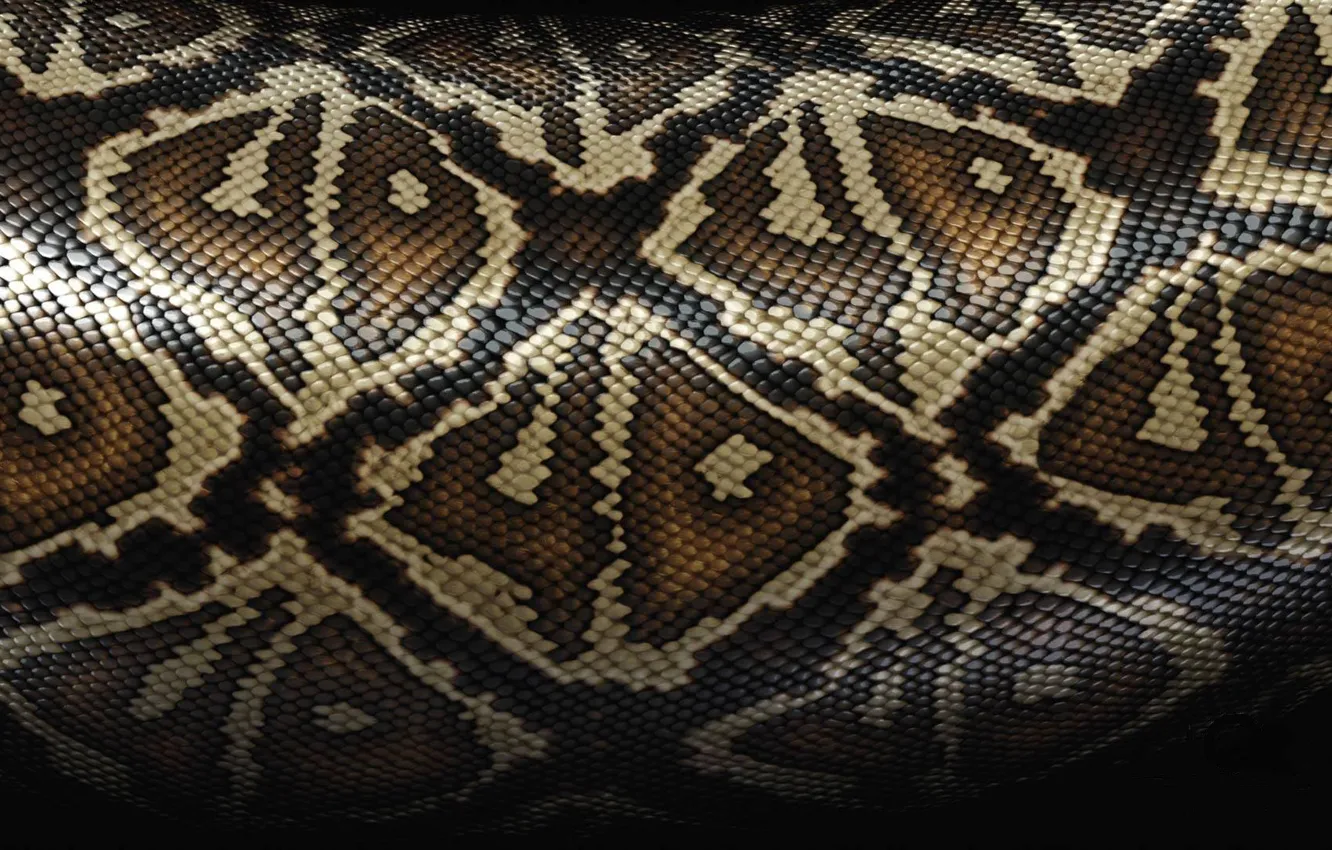 Photo wallpaper snakes, texture, skin