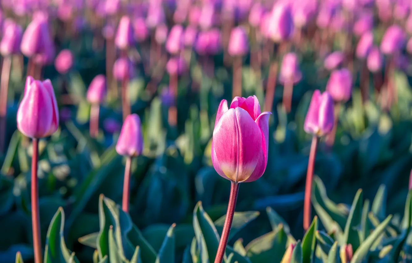 Photo wallpaper field, tulips, pink, bokeh
