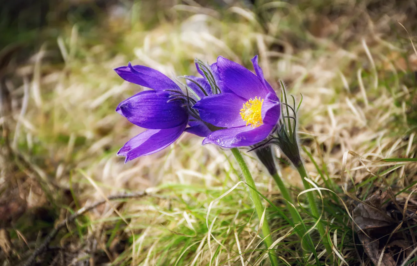 Photo wallpaper grass, flowers, spring, Duo, lilac, bokeh, cross