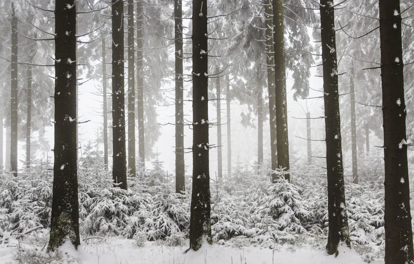 Photo wallpaper winter, foggy, woodland