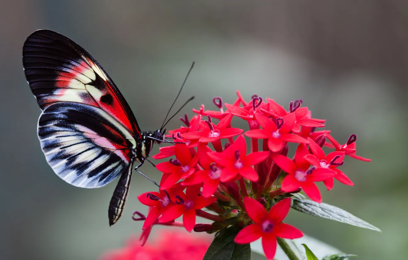 Photo wallpaper flowers, butterfly, wings, moth