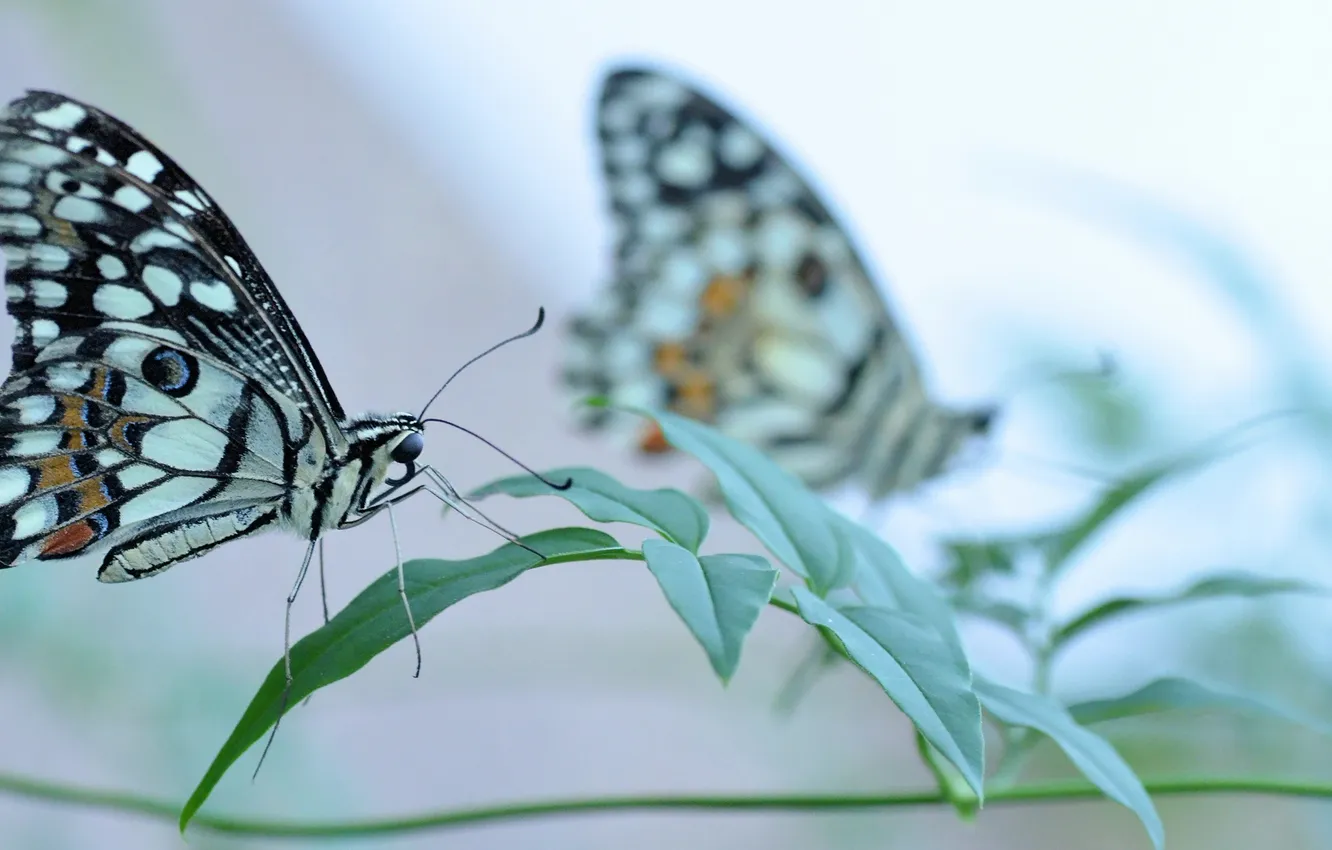 Photo wallpaper grass, butterfly, wings, insect