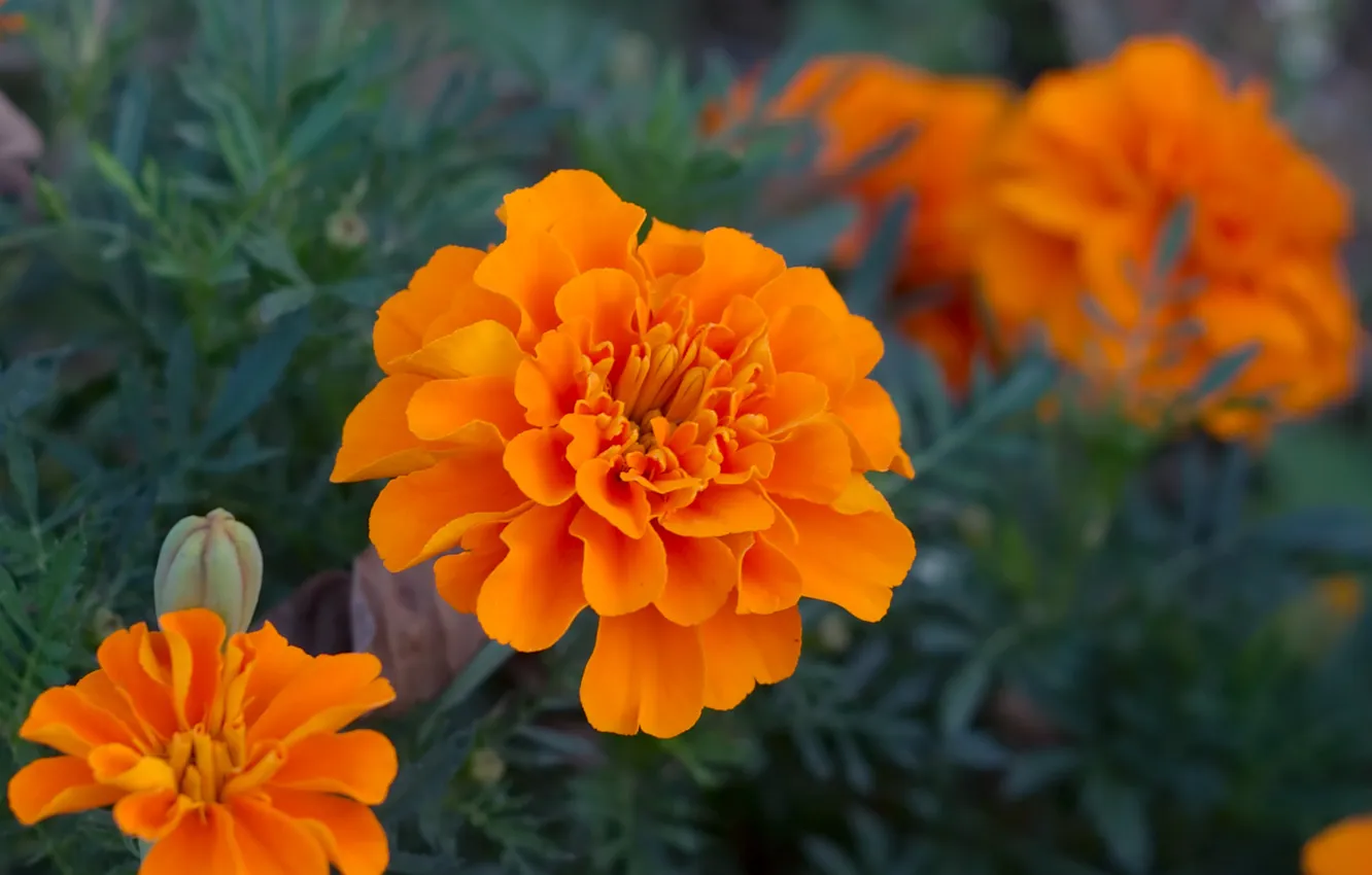 Photo wallpaper flowers, orange, marigolds, tagetes