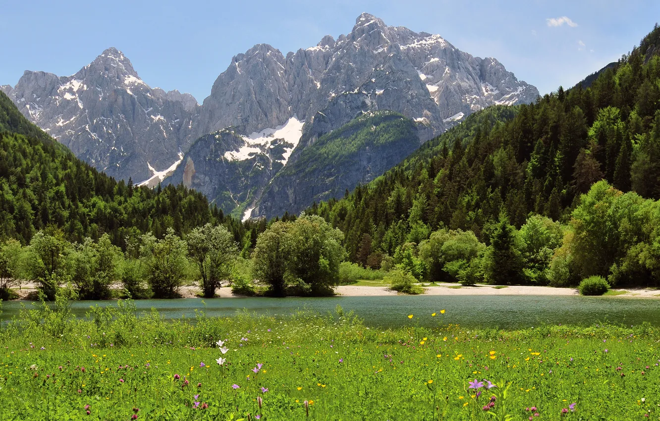 Photo wallpaper forest, the sky, snow, trees, flowers, mountains, meadow, Slovenia