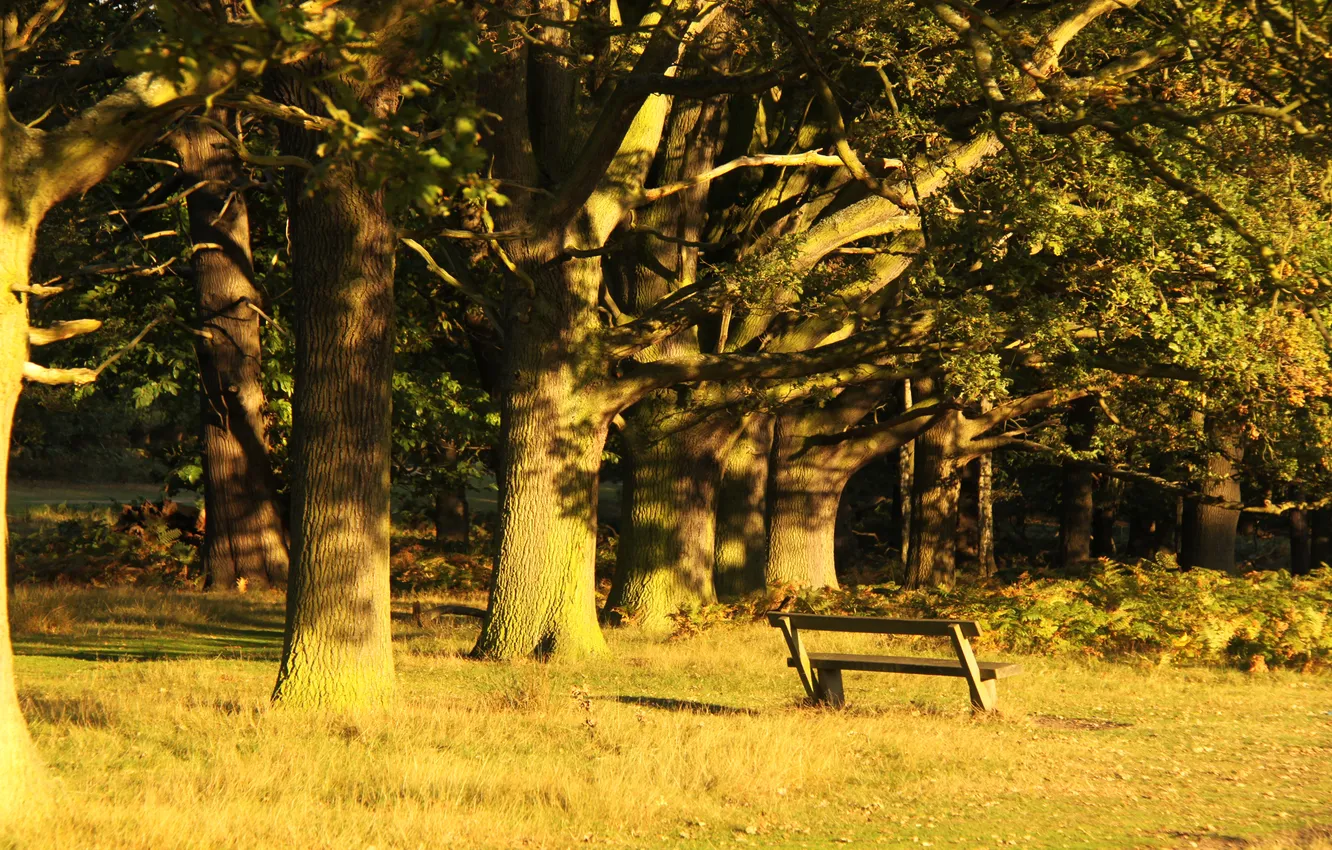 Photo wallpaper trees, bench, Park, foliage, the evening, sunlight
