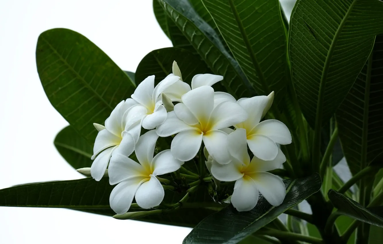 Photo wallpaper leaves, branches, petals, flowering, leaves, branch, plumeria, Flowering