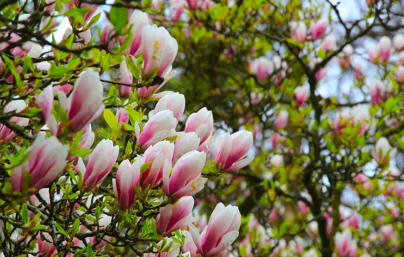 Photo wallpaper flower, magnolia, twigs