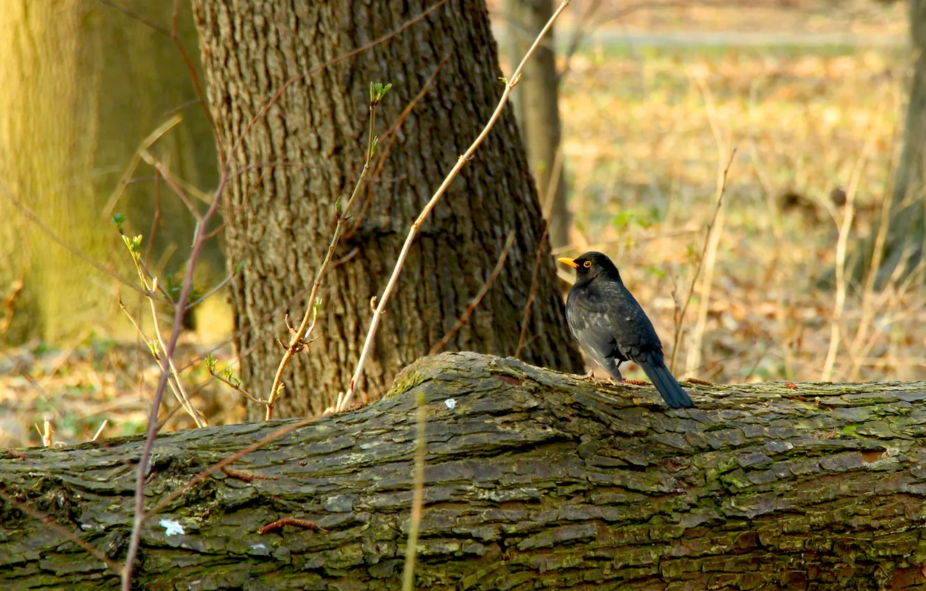 Photo wallpaper forest, bird, tree