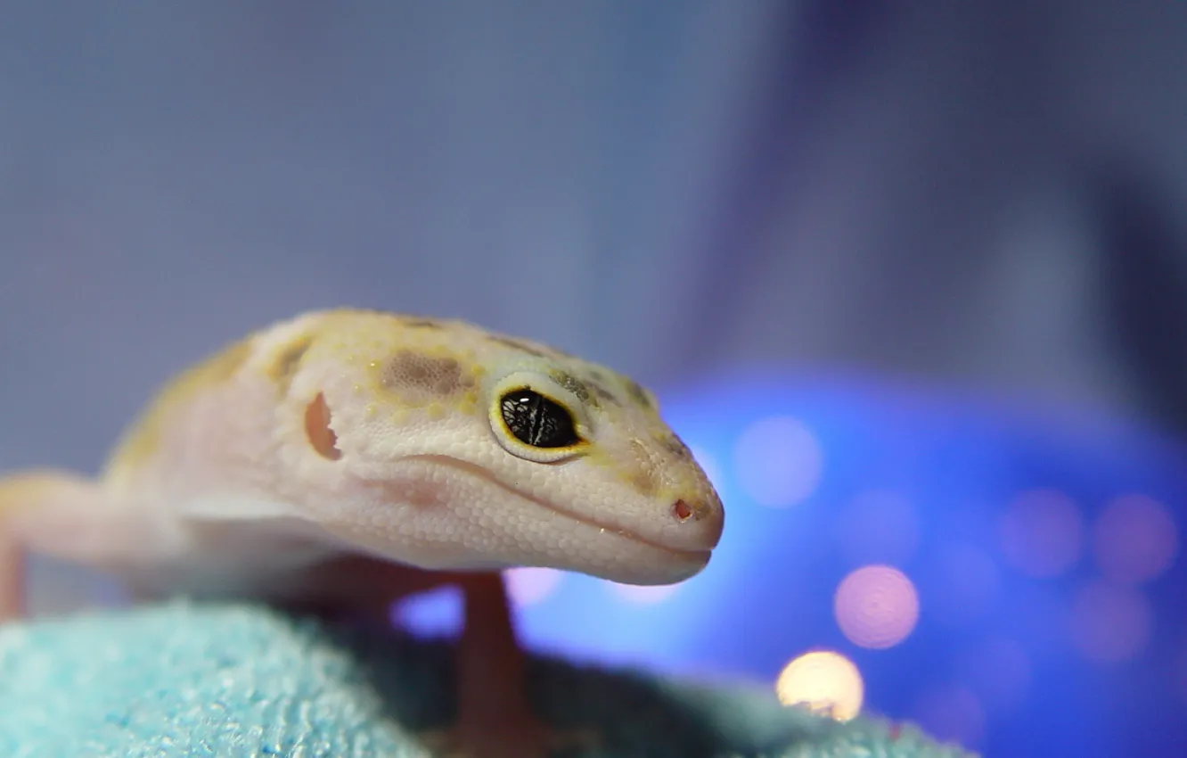 Photo wallpaper lizard, Gecko, reptile, smooth