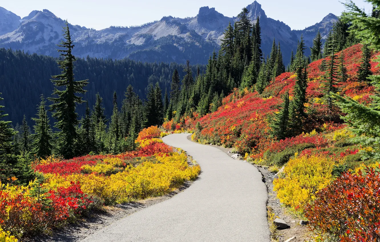 Photo wallpaper road, forest, flowers, mountains, tops, ate