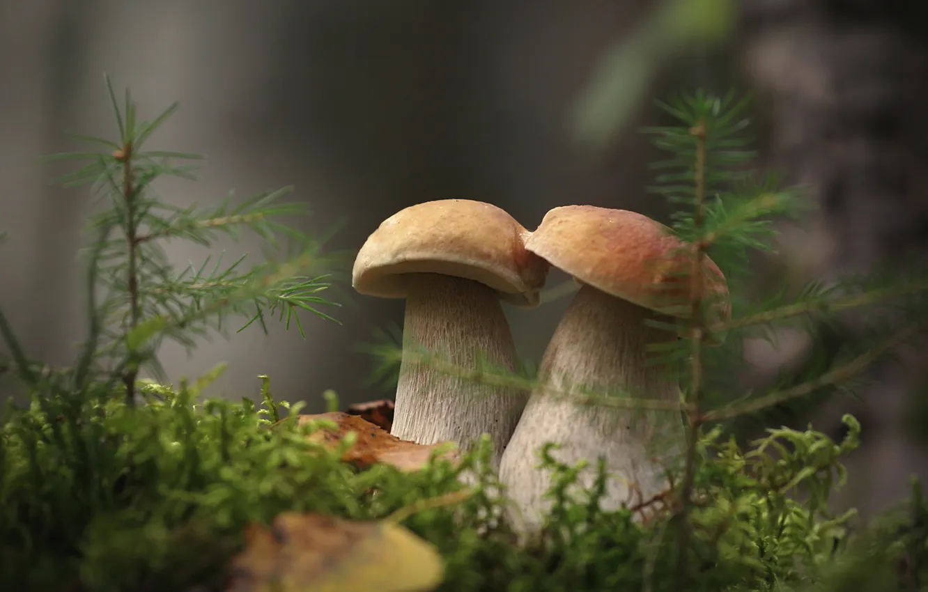 Photo wallpaper mushrooms, a couple, needles, white mushrooms