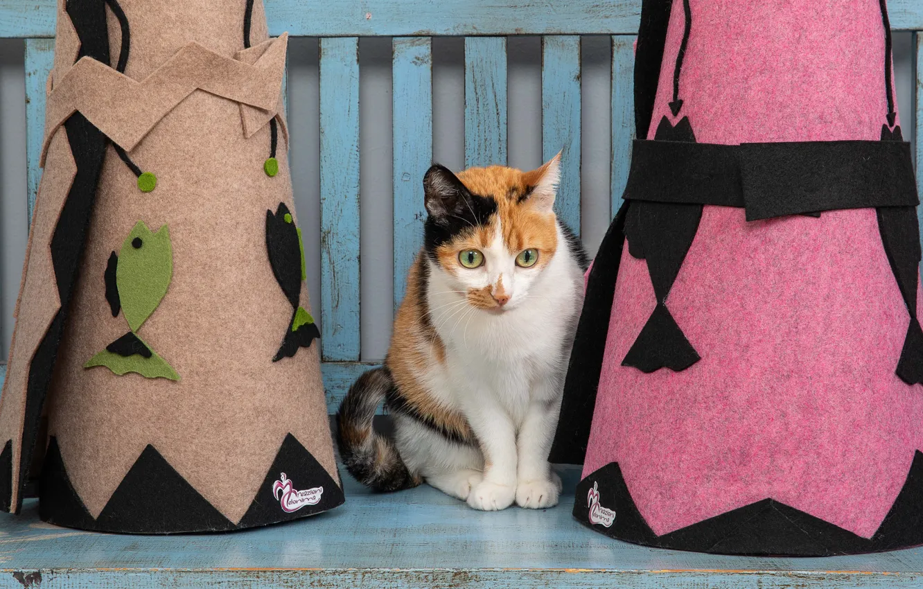 Photo wallpaper cat, cat, look, face, felt, trehlistna