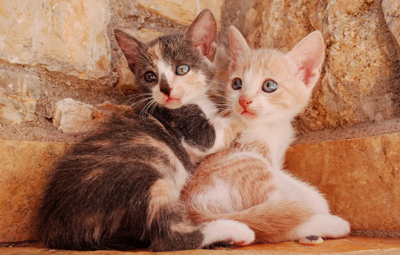 Photo wallpaper kittens, kids, a couple