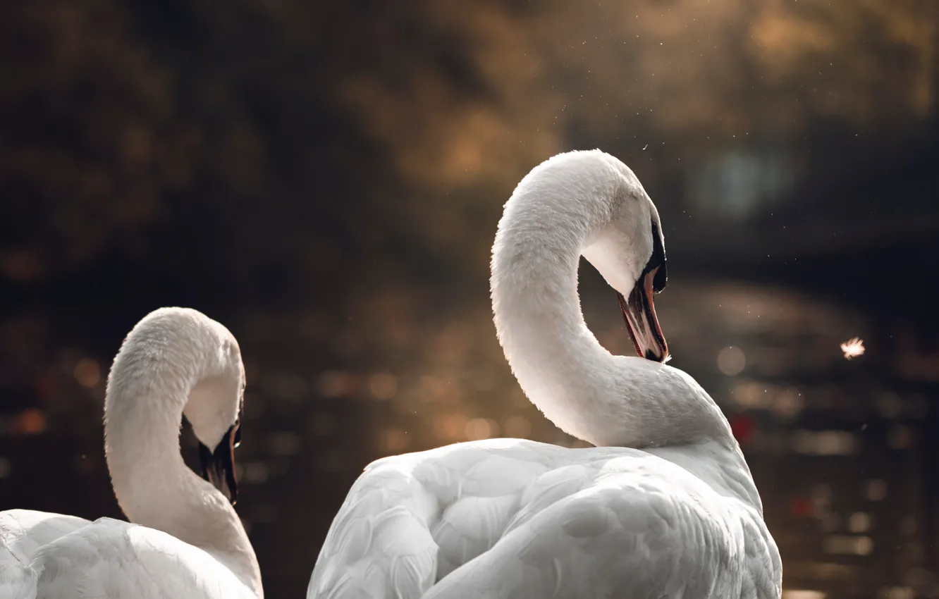 Photo wallpaper lake, bird, feathers, grace, swans