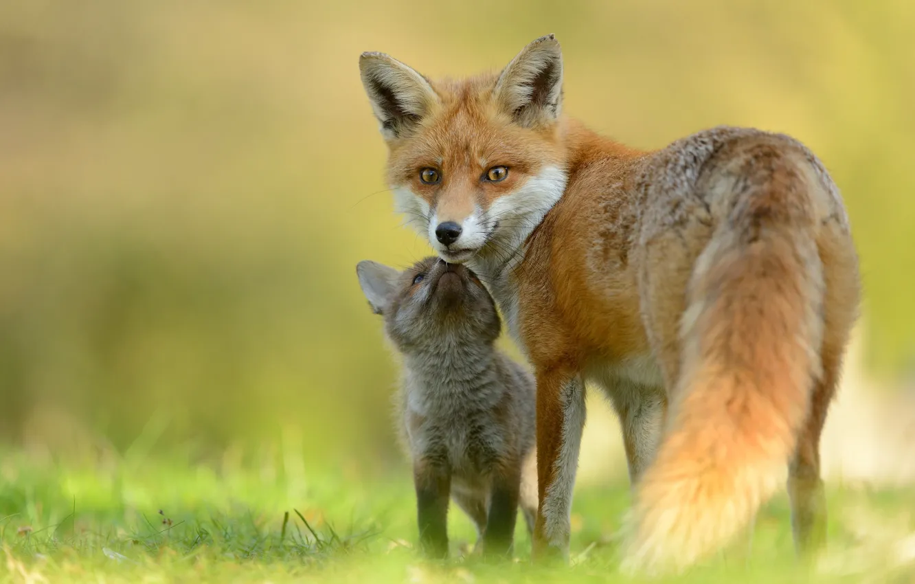 Photo wallpaper baby, Fox, mom, Fox, Fox