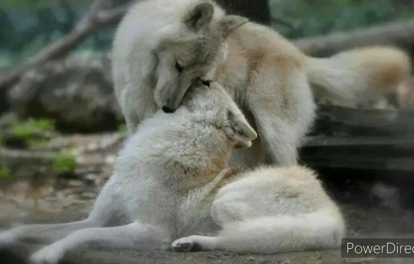 Photo wallpaper Predator, nature, animal, wolf, wildlife, portrait, portrait., Canis lupus. face