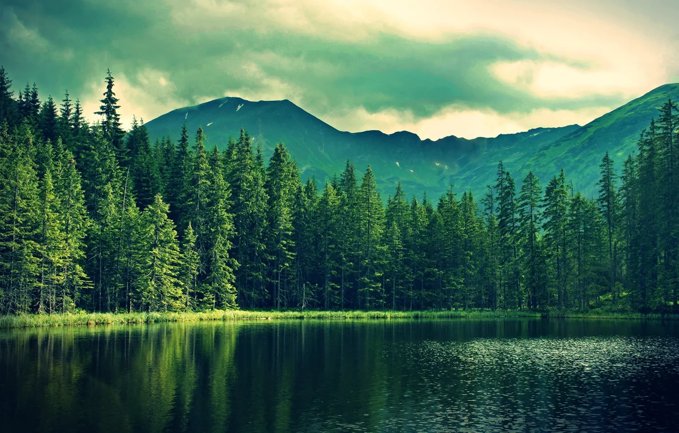 Photo wallpaper forest, mountains, lake, spruce