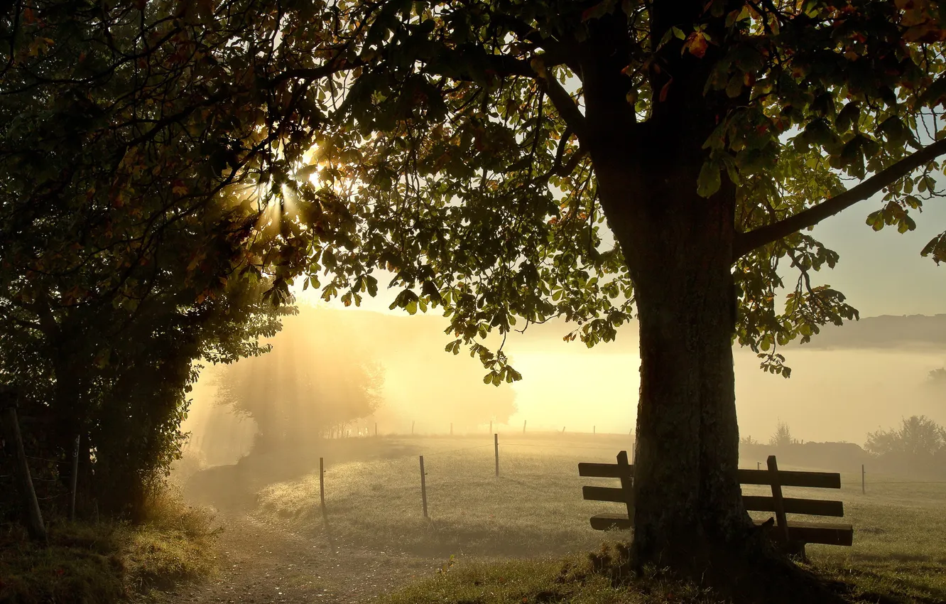 Photo wallpaper fog, Park, morning, bench