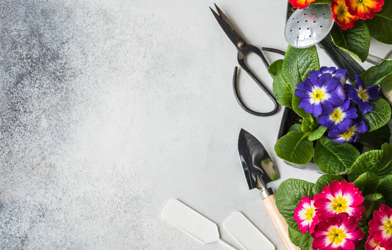 Photo wallpaper flowers, spring, plumeria, garden tool