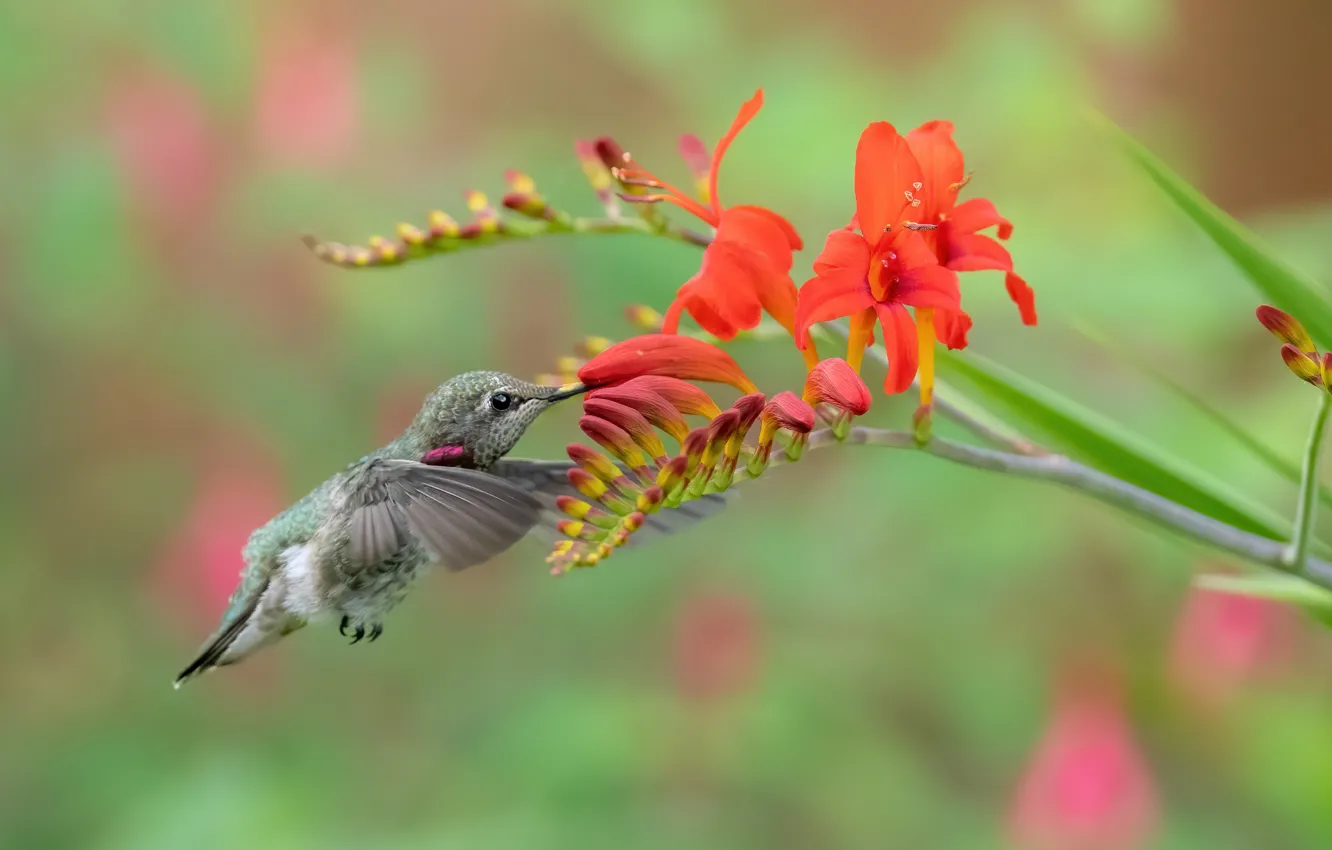 Photo wallpaper summer, flowers, bird, Hummingbird, red, bird, meal