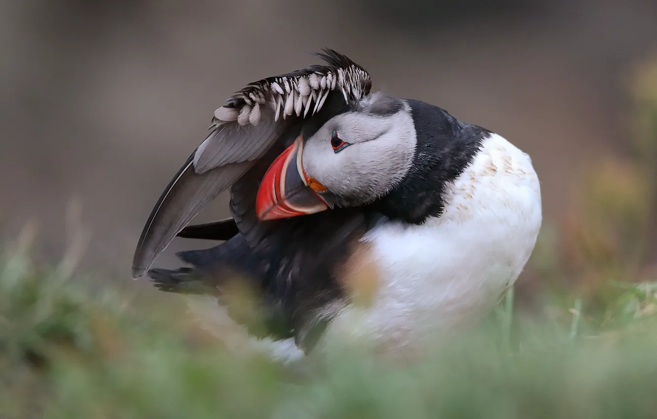 Photo wallpaper pose, bird, stalled