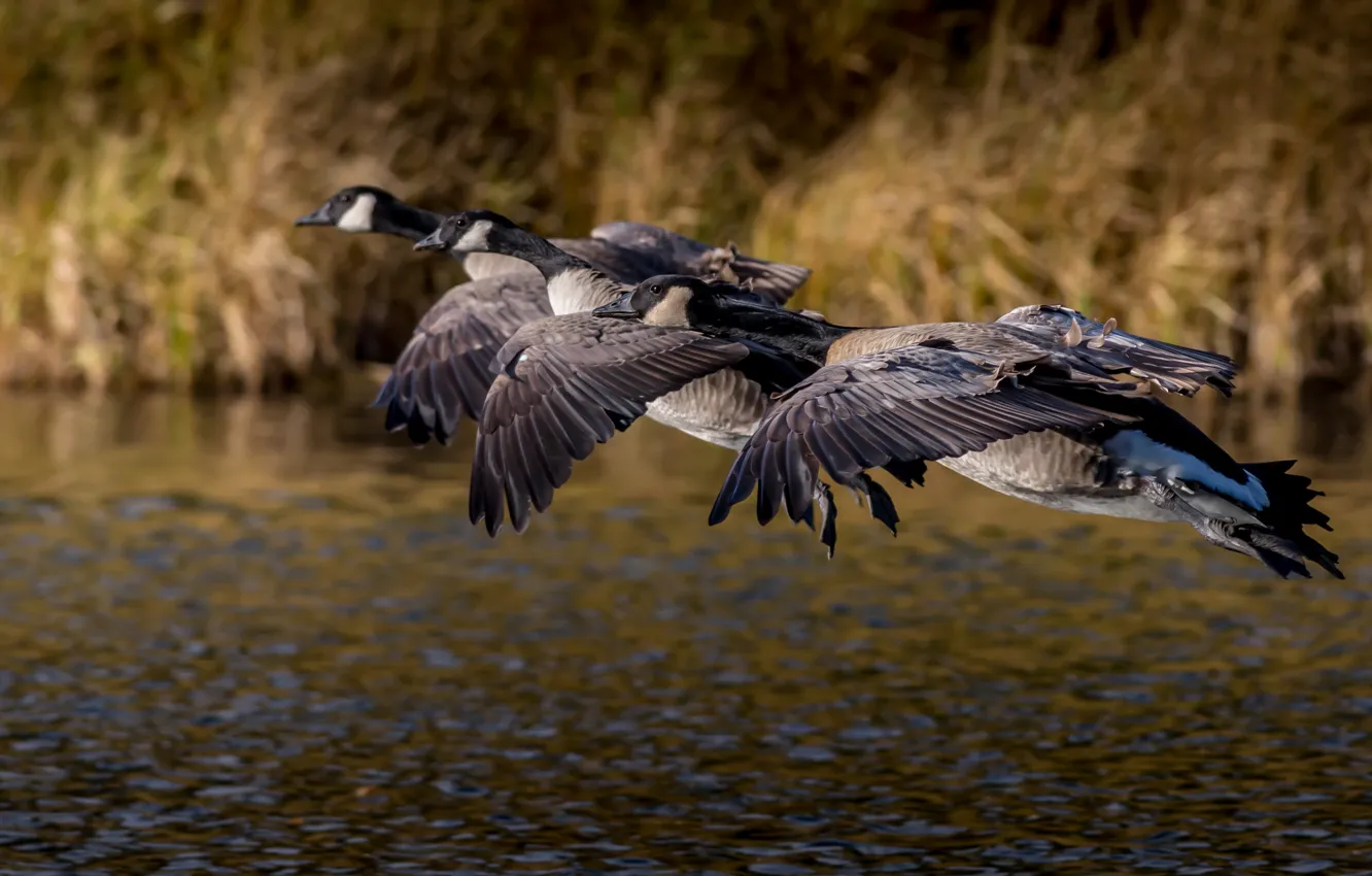 Photo wallpaper autumn, flight, birds, pack, pond, geese, canadian goose, flying
