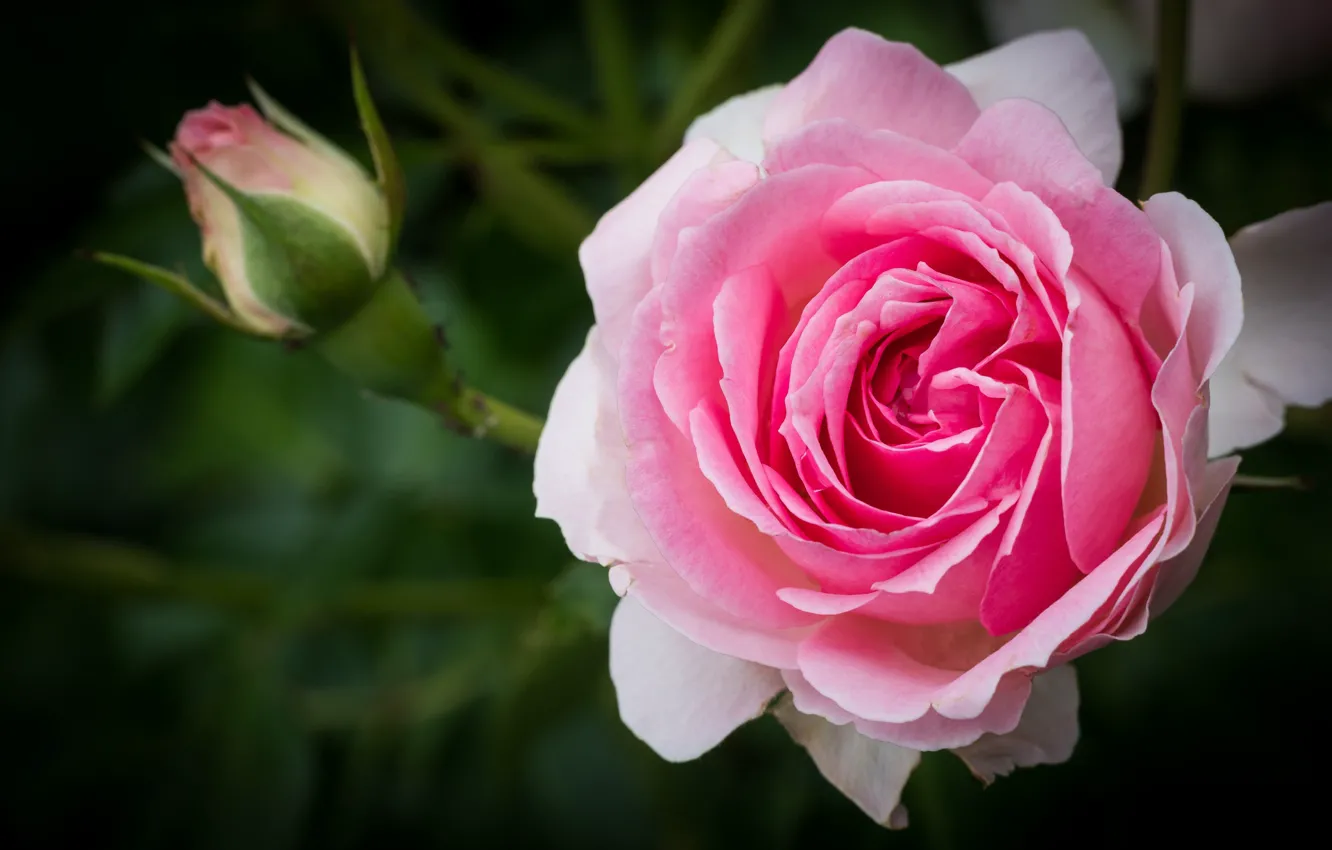 Photo wallpaper macro, roses, petals, buds