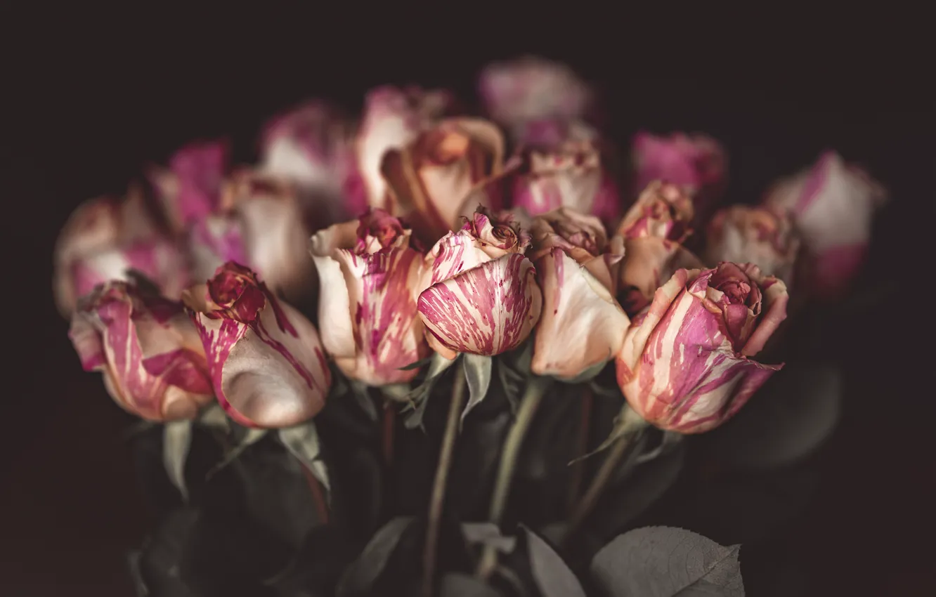 Photo wallpaper flowers, the dark background, roses, bouquet, pink, buds, bokeh, blurred background
