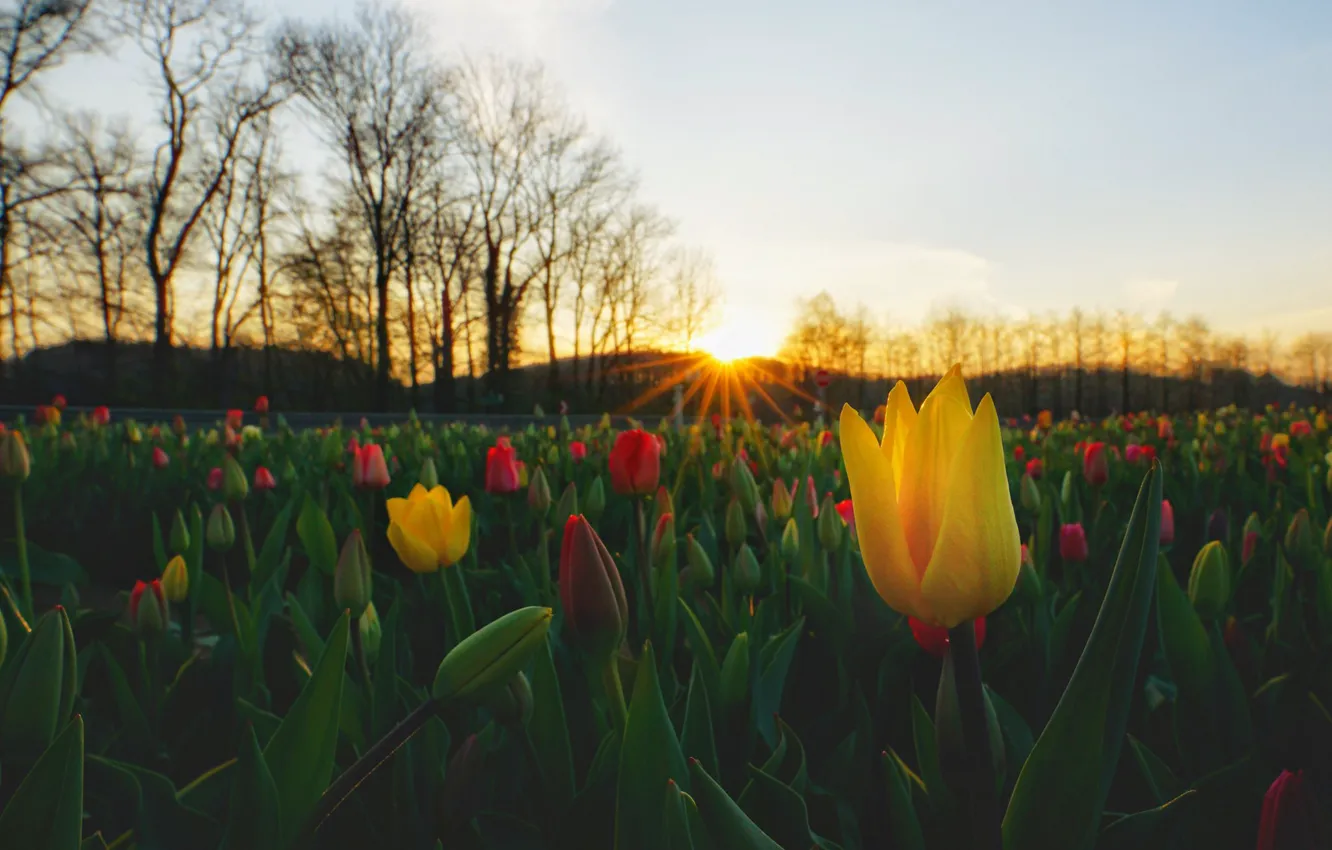 Photo wallpaper red, yellow, flowers, plantation, a lot, rays, the sun, nature