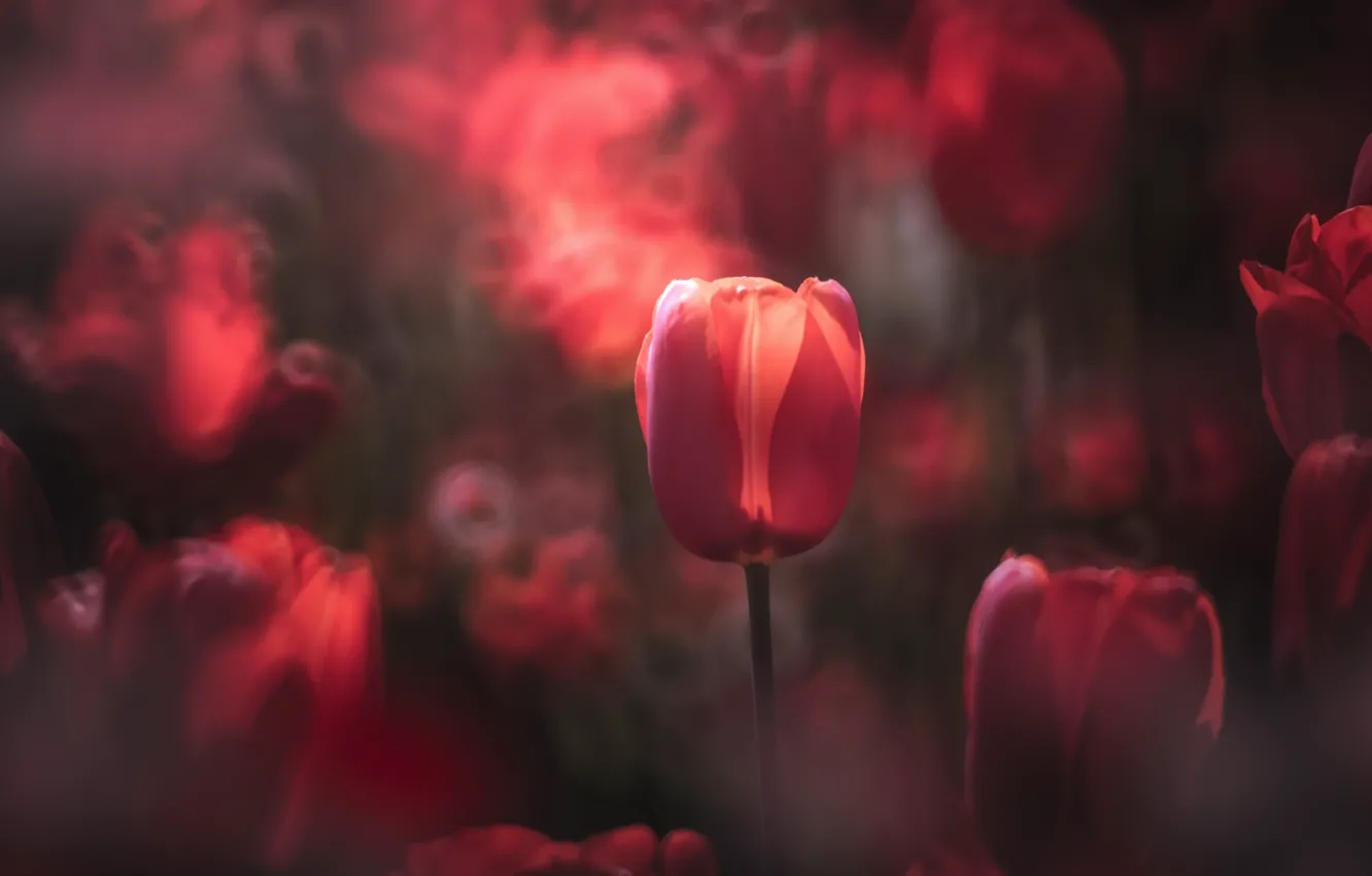 Photo wallpaper flowers, nature, tulips
