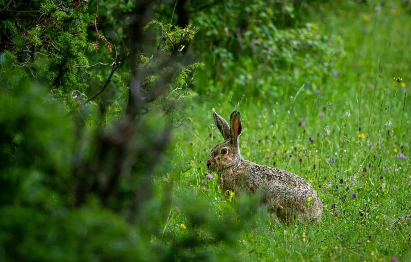 Photo wallpaper forest, grass, branches, grey, thickets, glade, hare, the bushes