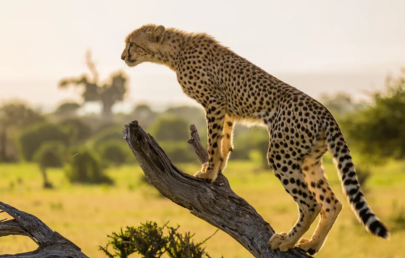 Photo wallpaper tree, branch, Cheetah, Africa