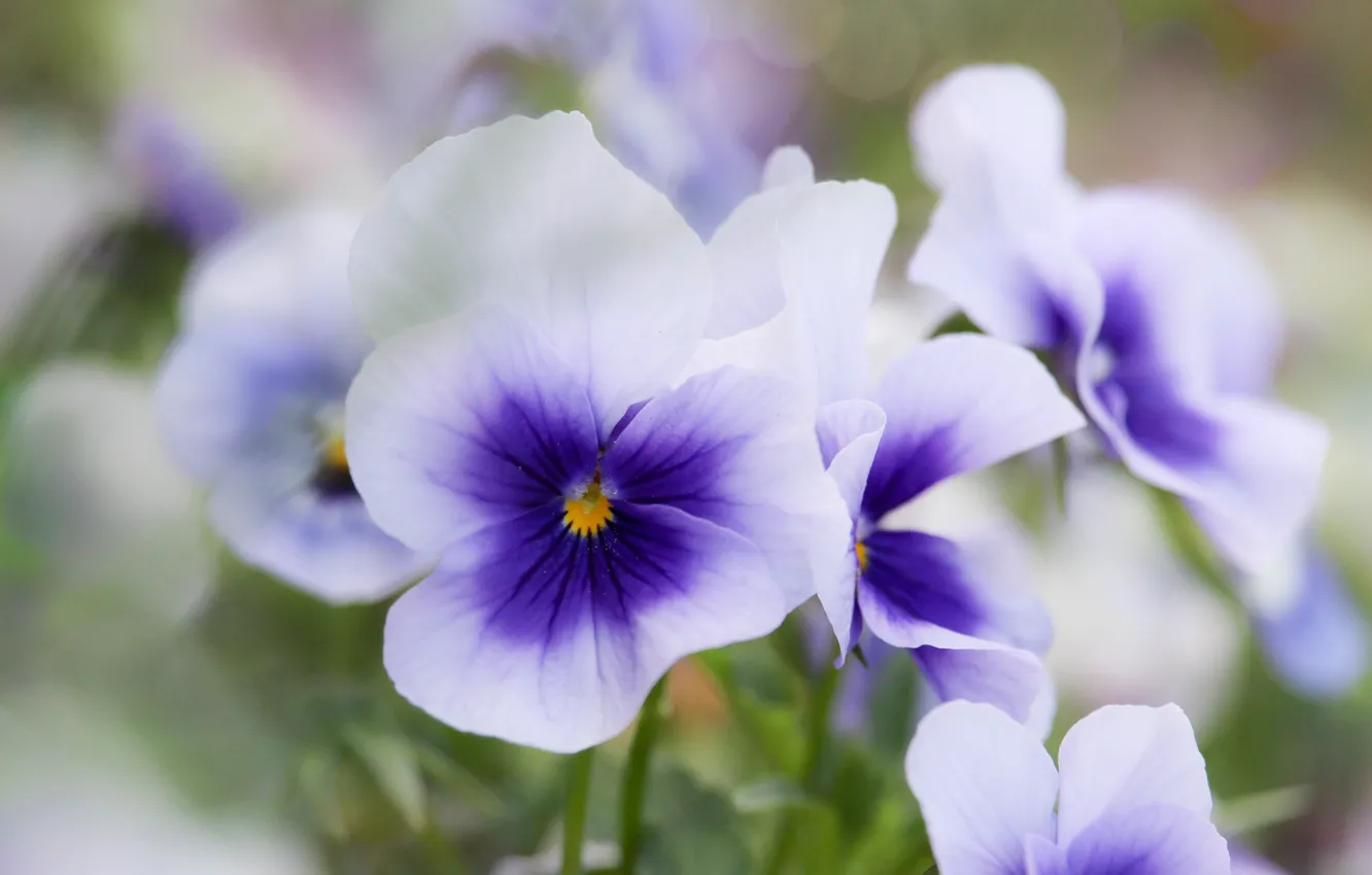 Photo wallpaper macro, spring, Pansy, violet, viola, purple with white