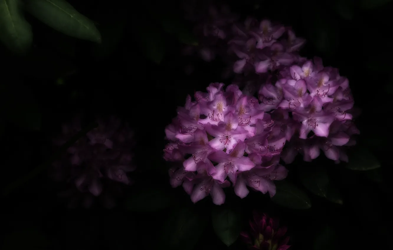 Photo wallpaper purple, Azalea, rhododendrons
