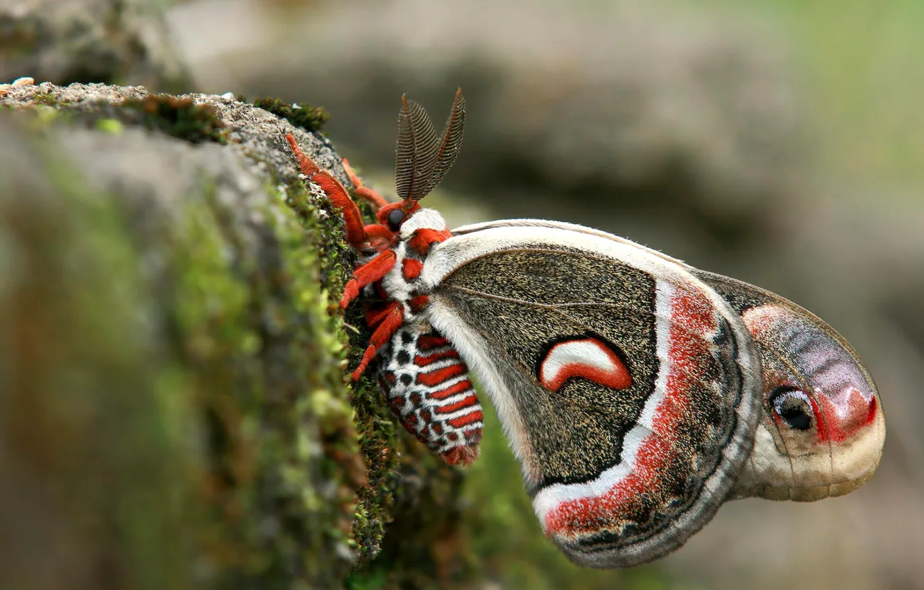 Photo wallpaper butterfly, stone, wings, moth