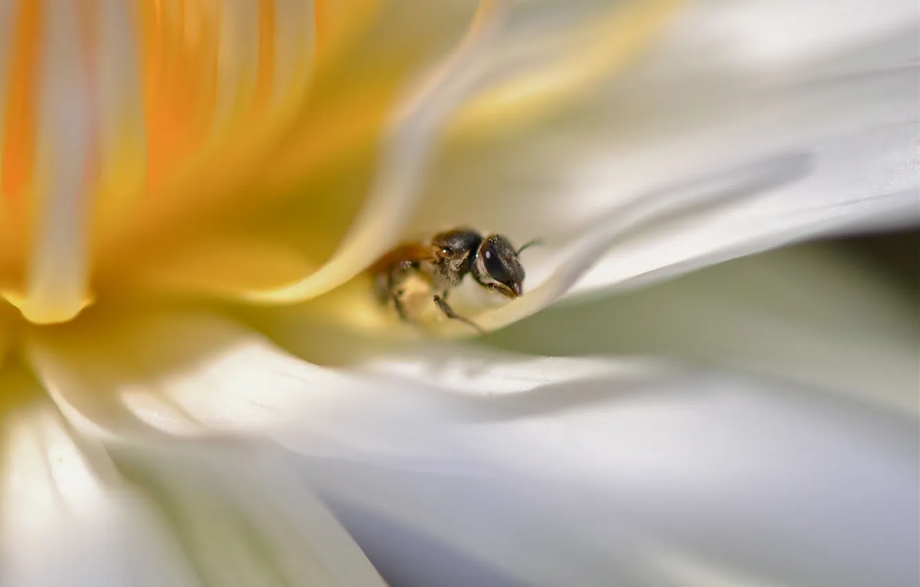 Photo wallpaper white, flowers, yellow, blur, insect