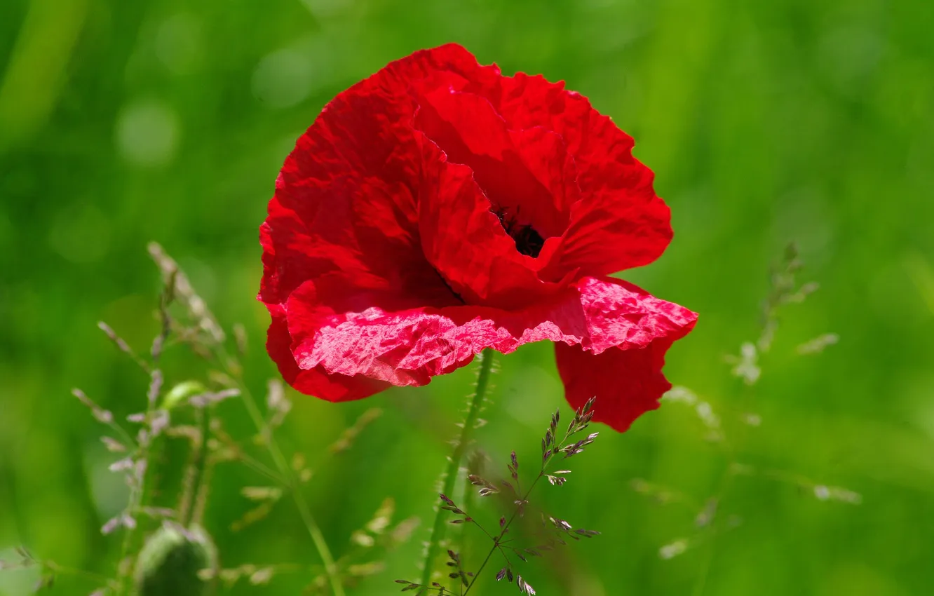 Photo wallpaper macro, Mac, petals