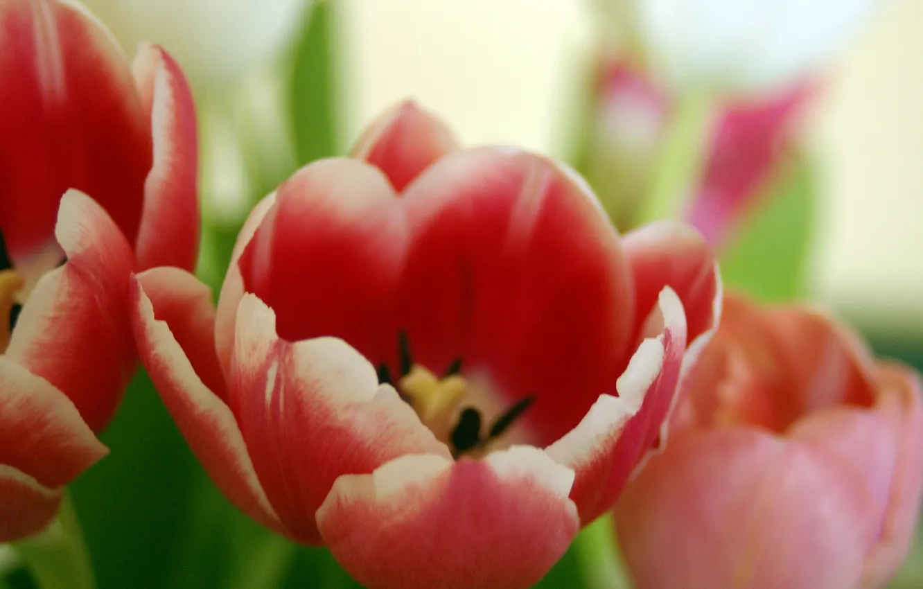 Photo wallpaper macro, nature, tulips