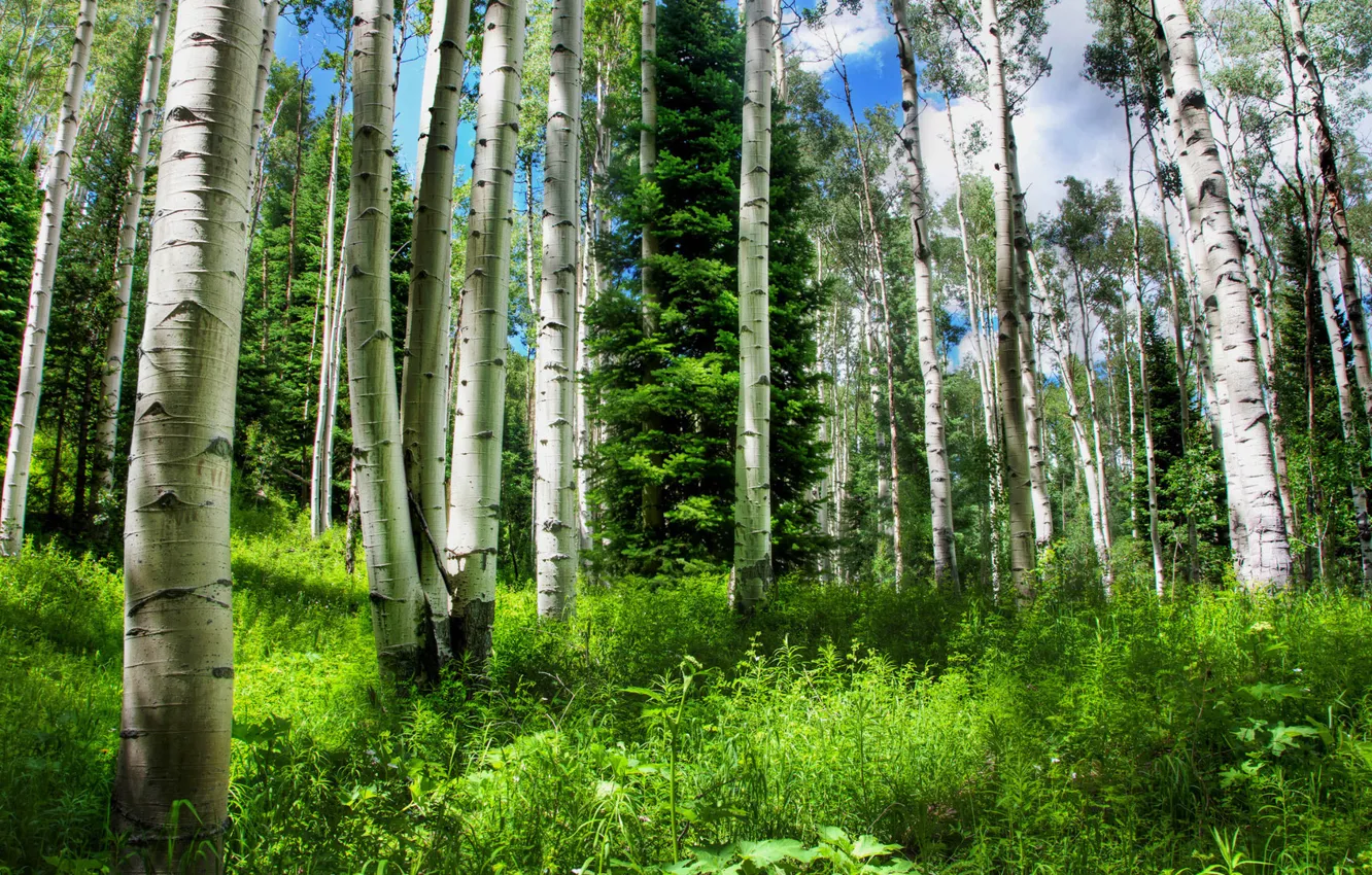 Photo wallpaper forest, summer, nature, birch
