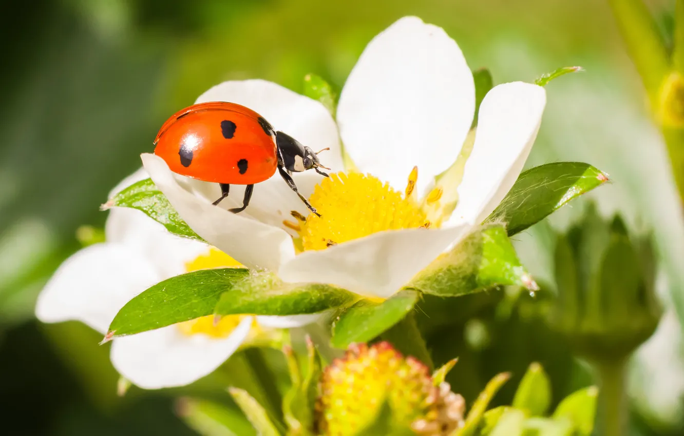 Photo wallpaper flower, macro, ladybug, beetle, strawberry, insect