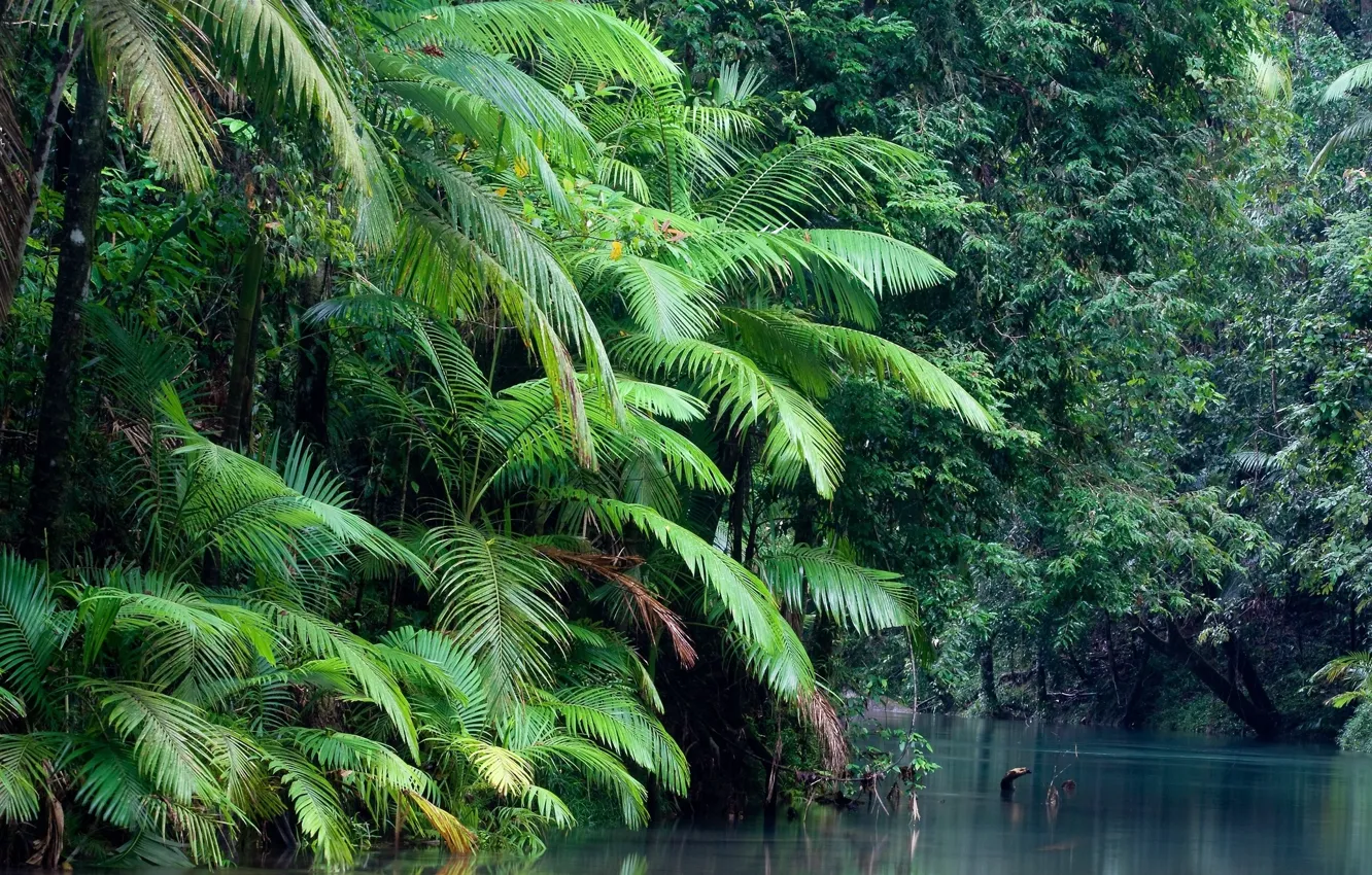 Photo wallpaper forest, water, plant, Daintree national park