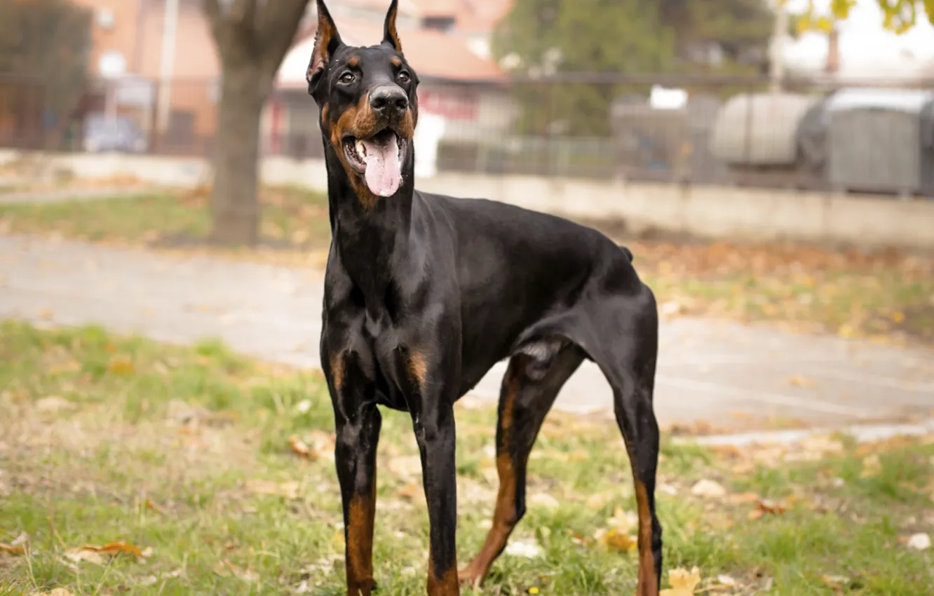 Photo wallpaper language, yard, mouth, cable, young, Doberman, black and tan
