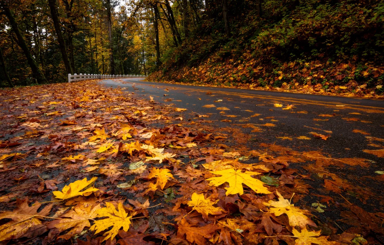 Photo wallpaper road, autumn, leaves