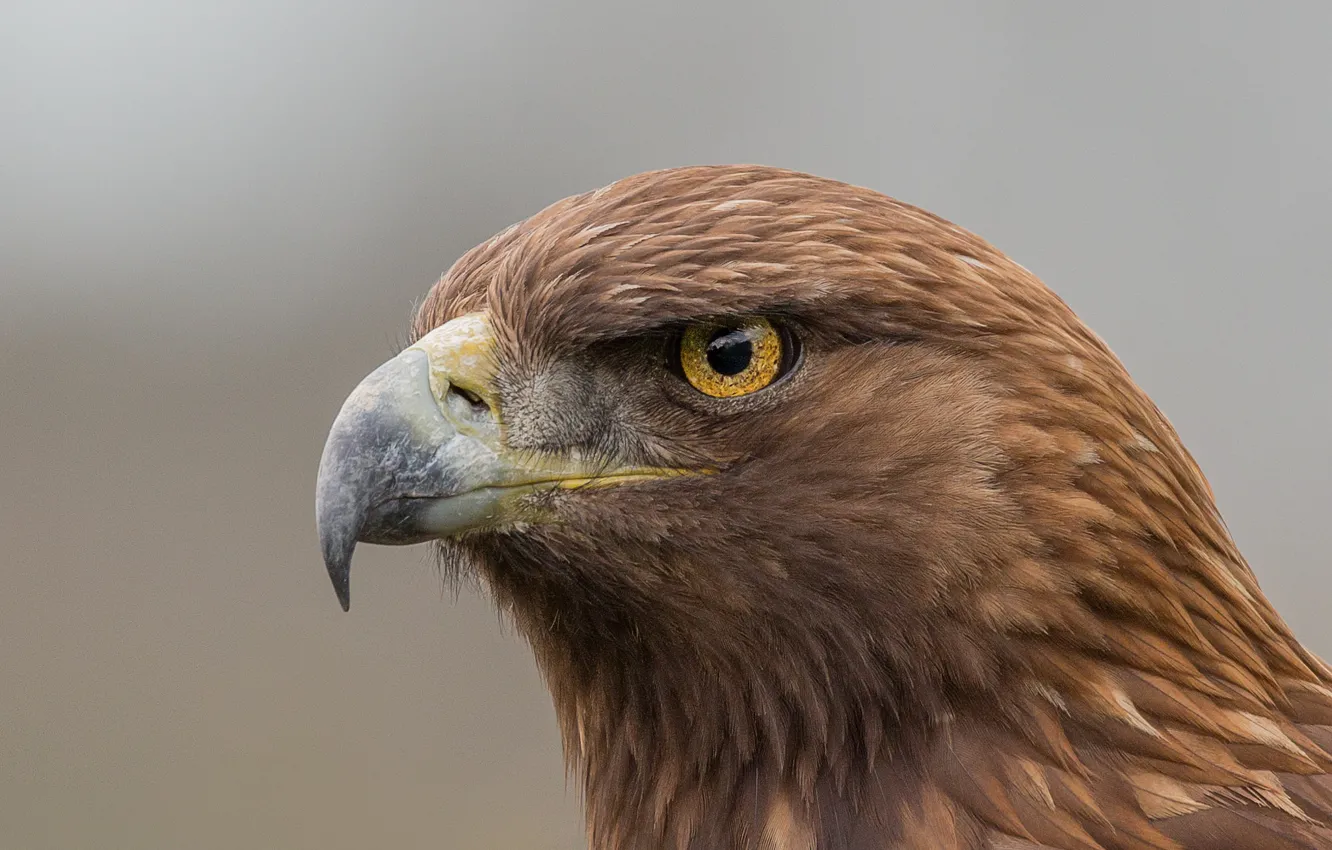 Photo wallpaper eagle, eye, golden eagle
