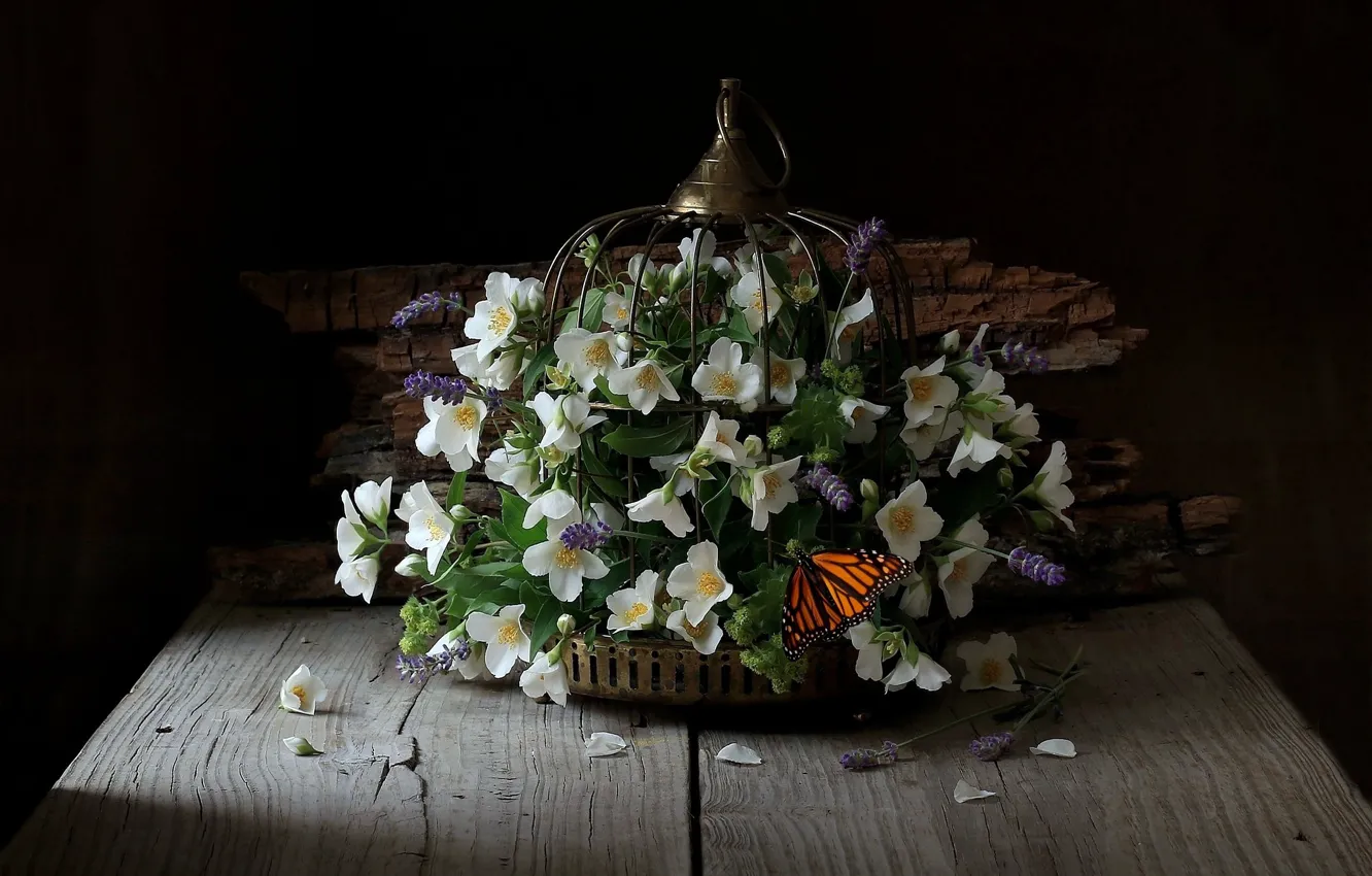 Photo wallpaper flowers, butterfly, cell, Jasmine