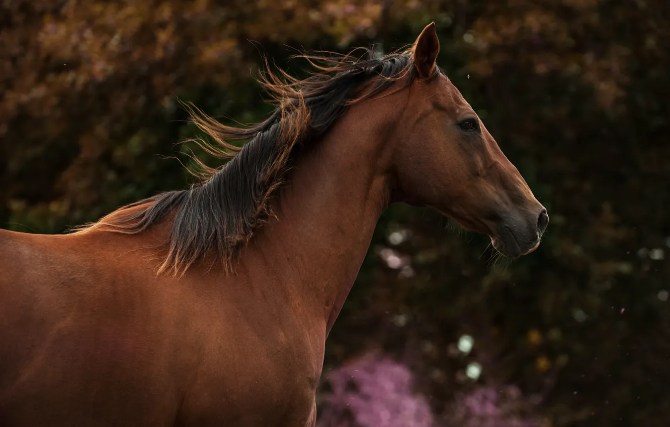 Photo wallpaper horse, horse, mane, profile, chestnut