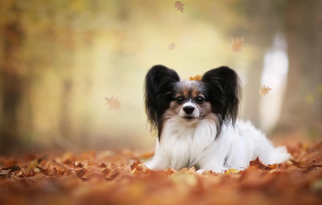Photo wallpaper autumn, leaves, dog, bokeh, Papillon, The continental toy Spaniel