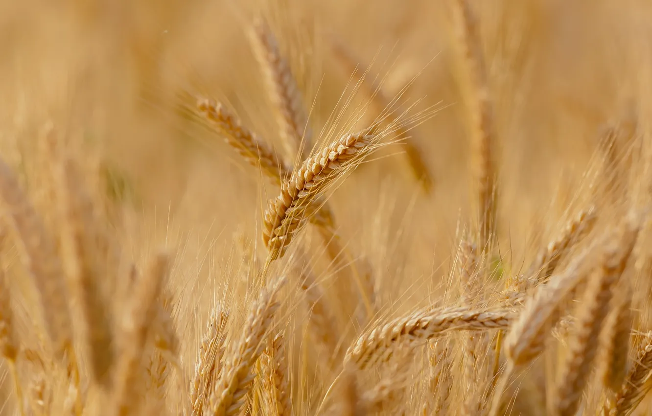 Photo wallpaper wheat, field, macro, background, widescreen, Wallpaper, rye, spikelets