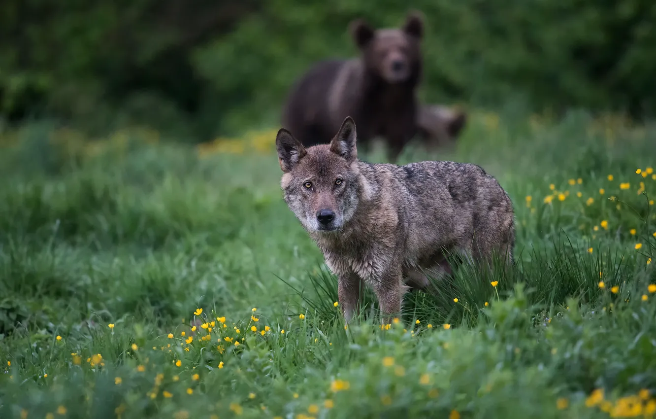 Photo wallpaper grass, look, face, grey, glade, wolf, bear, bokeh