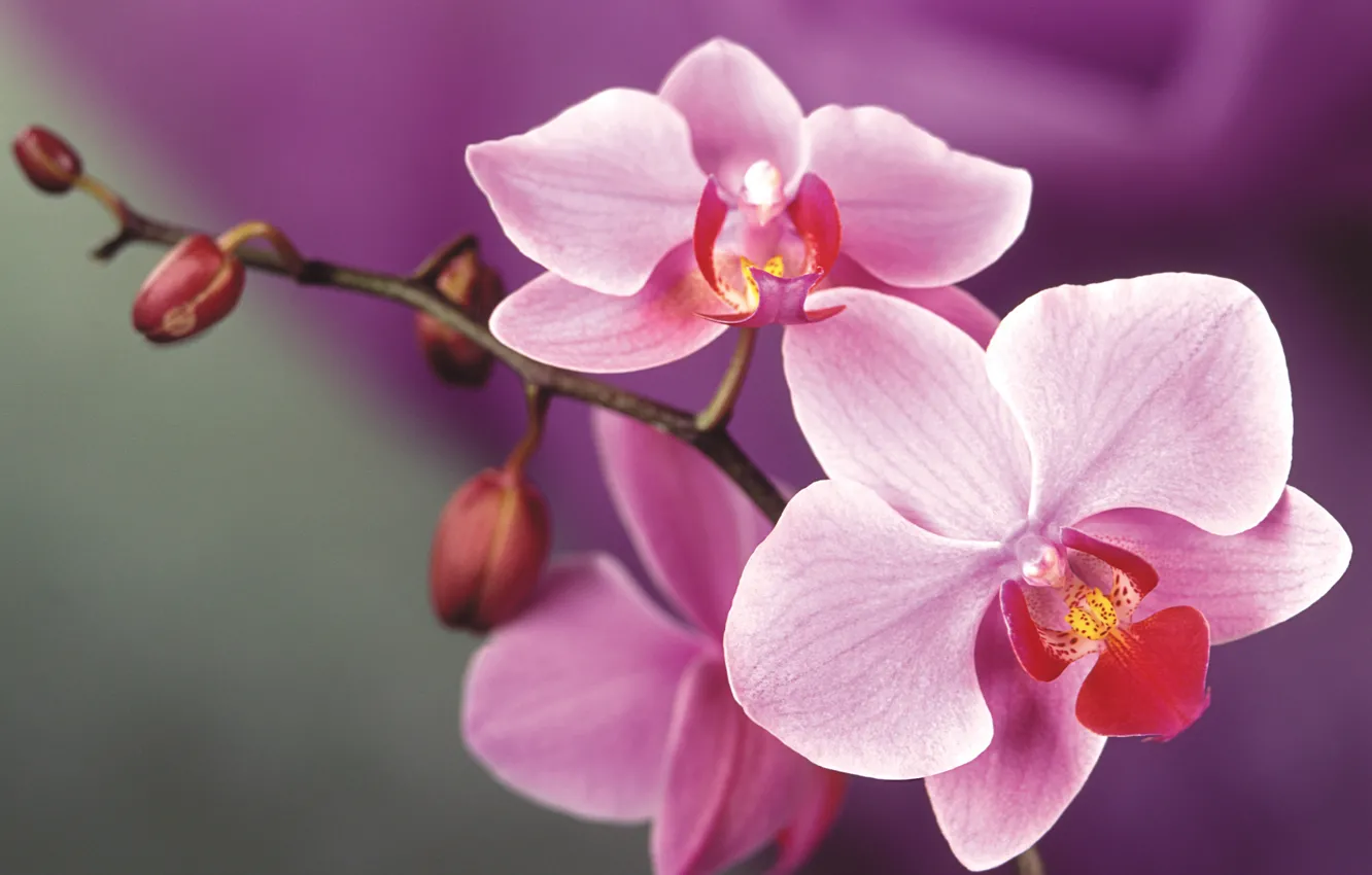 Photo wallpaper flowers, pink, Orchid